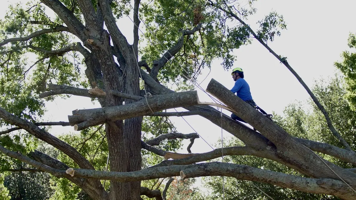 Professional Hazardous Tree Removal performed by certified arborists in Pony