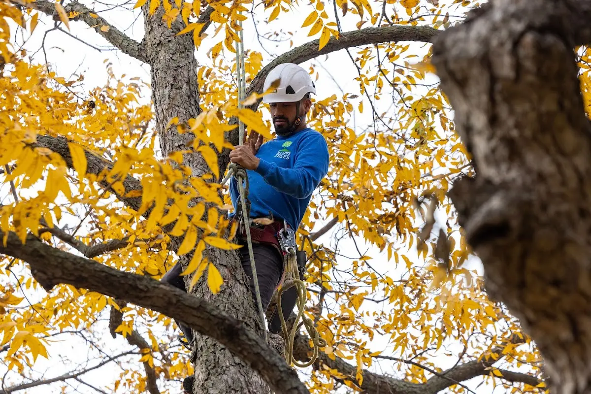 Skilled Tree Trimming crew working in Pony